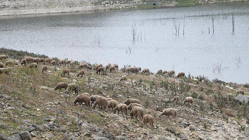 Alarm zilleri çalıyor! İstanbul'daki barajların doluluk oranı açıklandı