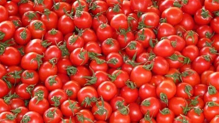 Çürüyen domateslerinizi sakın çöpe atmayın! Bakın bozulmuş domatesler ne işe yarıyor
