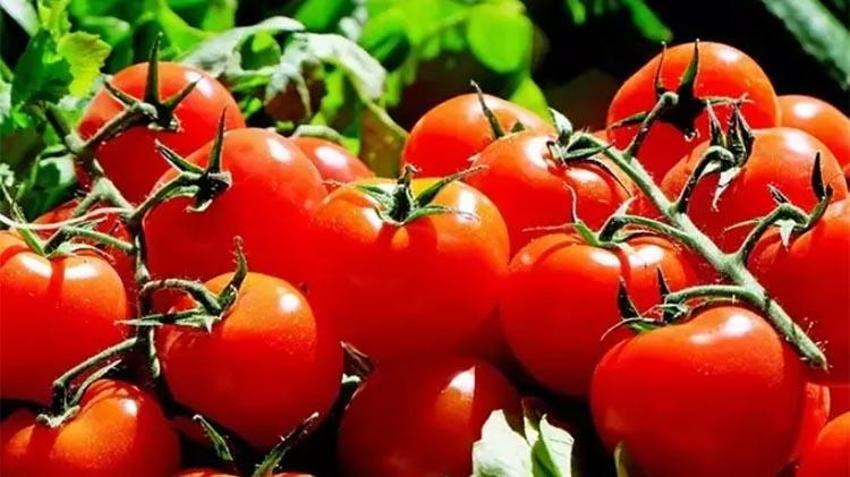 Çürüyen domateslerinizi sakın çöpe atmayın! Bakın bozulmuş domatesler ne işe yarıyor