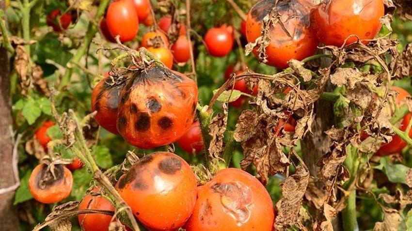 Çürüyen domateslerinizi sakın çöpe atmayın! Bakın bozulmuş domatesler ne işe yarıyor
