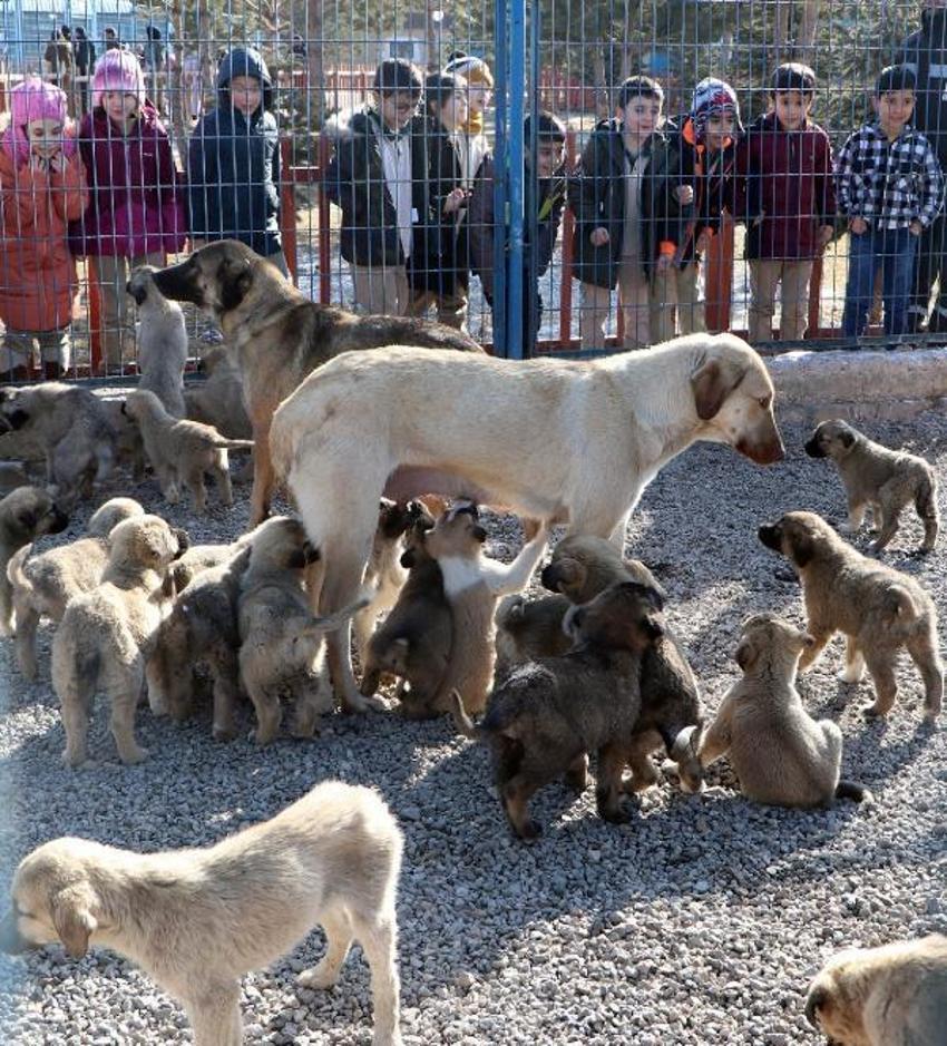 Kuduz ile ilgili endişelendiren uyarı! Vakaların artış nedenini açıkladı