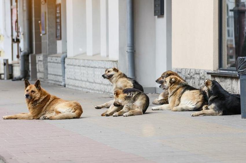 Kuduz ile ilgili endişelendiren uyarı! Vakaların artış nedenini açıkladı