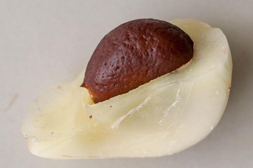 Şifa deposu pondoh meyvesinin vücuda sağladığı faydalar saymakla bitmiyor! Yılan meyvesinin kanseri önleyici etkileri...