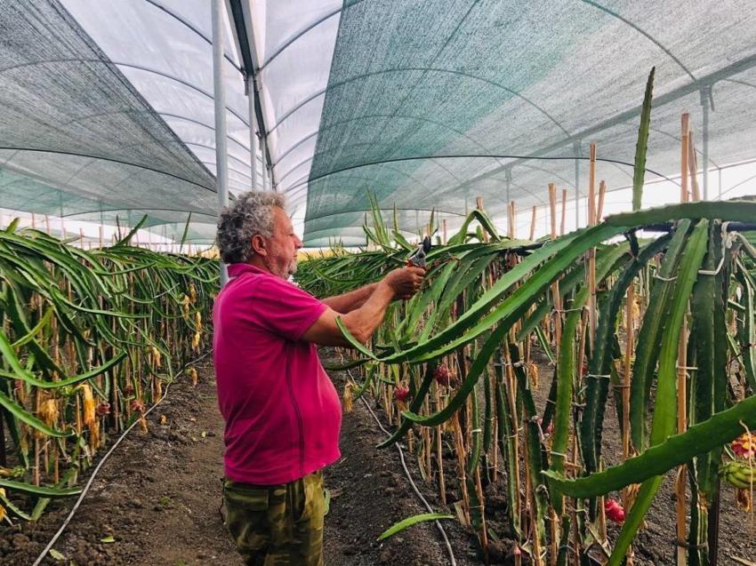 Kan basıncını ve yüksek tansiyonu düşürüyor! Sırrı günde 1 porsiyon tüketilirse ortaya çıkıyor