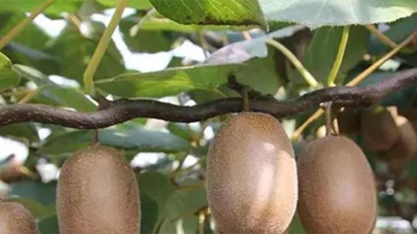 Canan Karatay açıkladı: Bu meyve metabolizmayı hızlandırıp kilo vermeye yardımcı oluyor