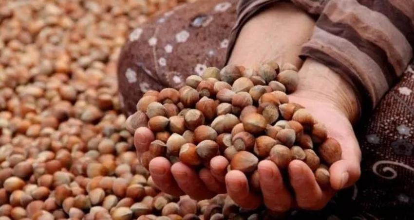 Levant fındık ne demek? 2023 fındık alım fiyatları açıklandı! Fındık çeşitleri ve fiyatları belli oldu!