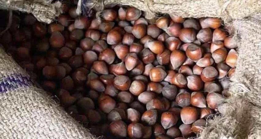 Levant fındık ne demek? 2023 fındık alım fiyatları açıklandı! Fındık çeşitleri ve fiyatları belli oldu!