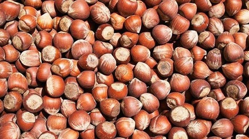 Levant fındık ne demek? 2023 fındık alım fiyatları açıklandı! Fındık çeşitleri ve fiyatları belli oldu!