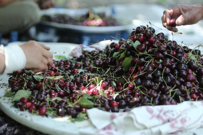 Kilosu 50 TL'den satılıyor! Çiftçinin yüzü gülüyor