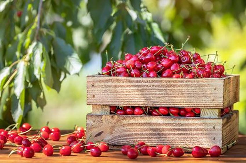 Kilosu 50 TL'den satılıyor! Çiftçinin yüzü gülüyor