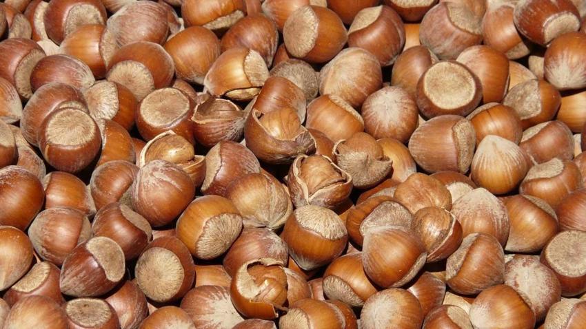 Fındık kabuğunun çayı şifa dağıtıyor! Fındık kabuğu çayı nasıl yapılır?