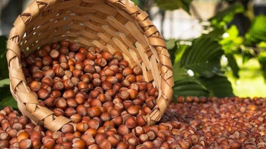 Fındık kabuğunun çayı şifa dağıtıyor! Fındık kabuğu çayı nasıl yapılır?