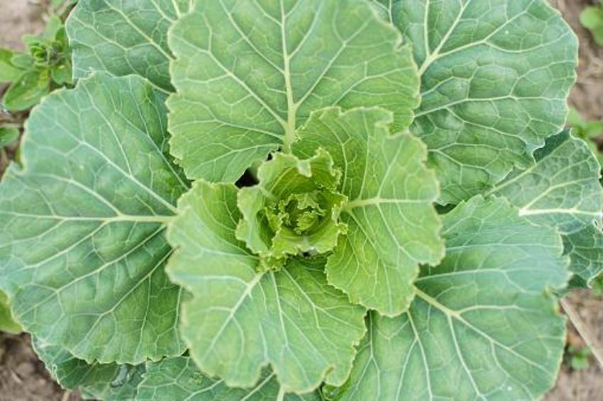Vitamin depolarını ağzına kadar dolduruyor! İşte süper besinler