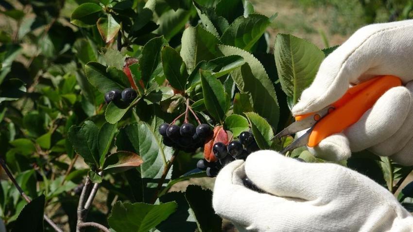 Kilosu 250 TL! Adı: Süper meyve... Her hastalığa şifa