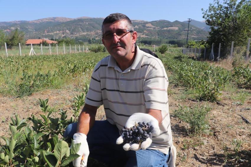 Kilosu 250 TL! Adı: Süper meyve... Her hastalığa şifa