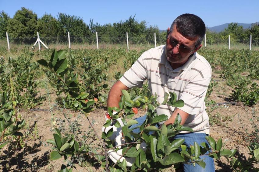 Kilosu 250 TL! Adı: Süper meyve... Her hastalığa şifa