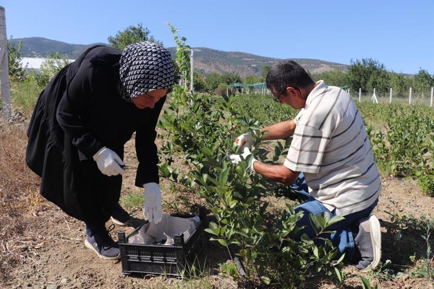 Kilosu 250 TL! Adı: Süper meyve... Her hastalığa şifa