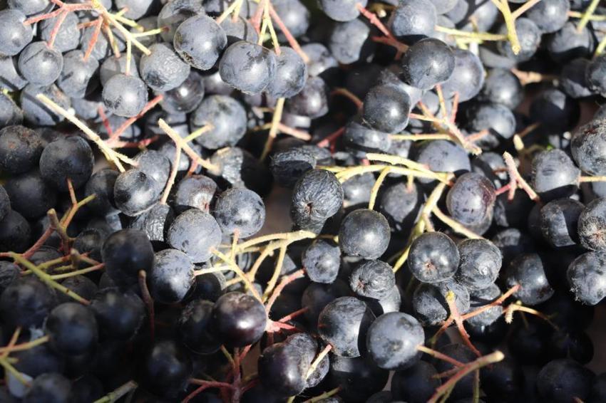 Kilosu 250 TL! Adı: Süper meyve... Her hastalığa şifa