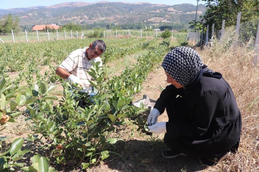 Kilosu 250 TL! Adı: Süper meyve... Her hastalığa şifa