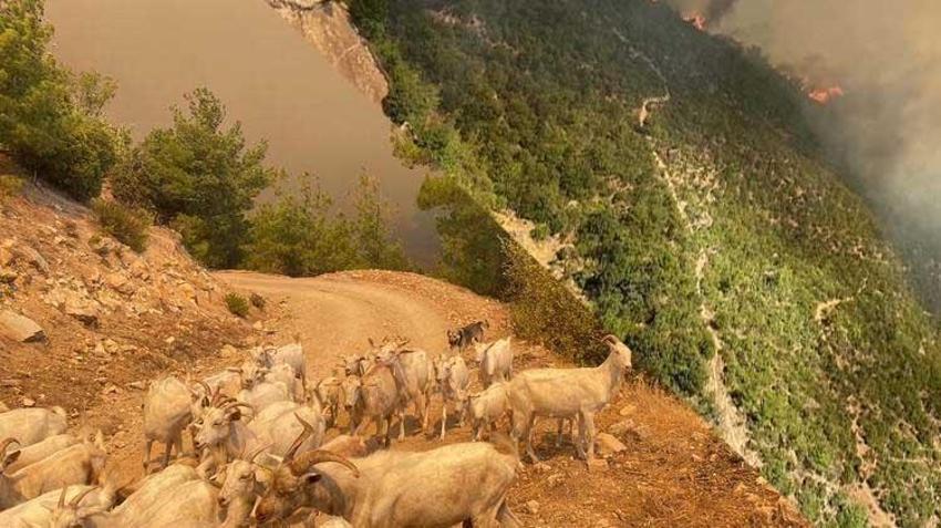 Çanakkale orman yangını neden çıktı? Çanakkale yangını nerede, nasıl çıktı, ne zaman başladı? Çanakkale orman yangını nerede?