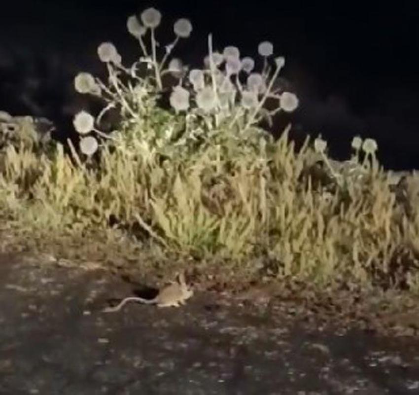 Dünyada nesli tehlike altında olan Arap tavşanı Tunceli’de görüntülendi!