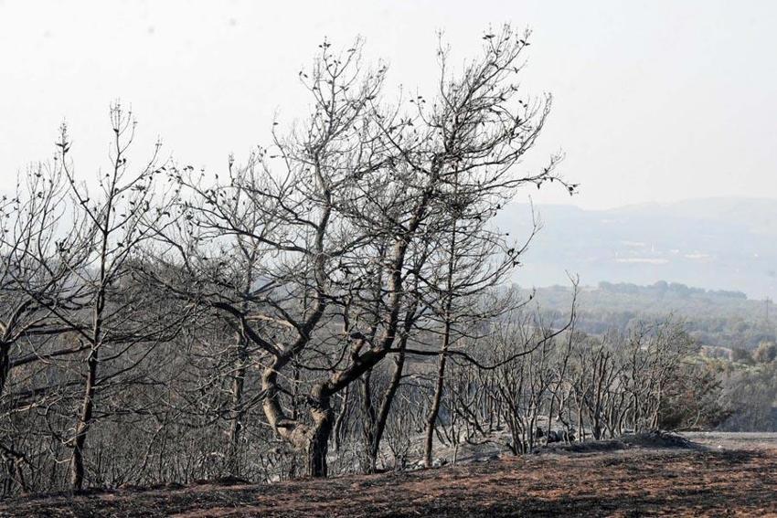 Çanakkale'de orman yangıyla mücadele sürüyor! Bakan Yumaklı son durumu açıkladı