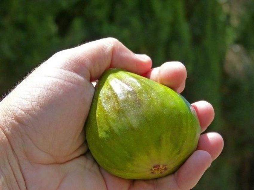 İbn-i Sina ilk bu tarifi keşfetti! Bu karışım vücudu yeni baştan düzenliyor! Hastalıkları bitiren kür...