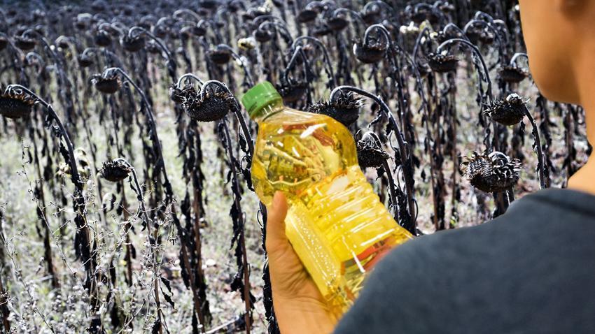 Ayçiçek yağı fiyatlarıyla ilgili flaş açıklama! Tarlayı kuraklık vurdu