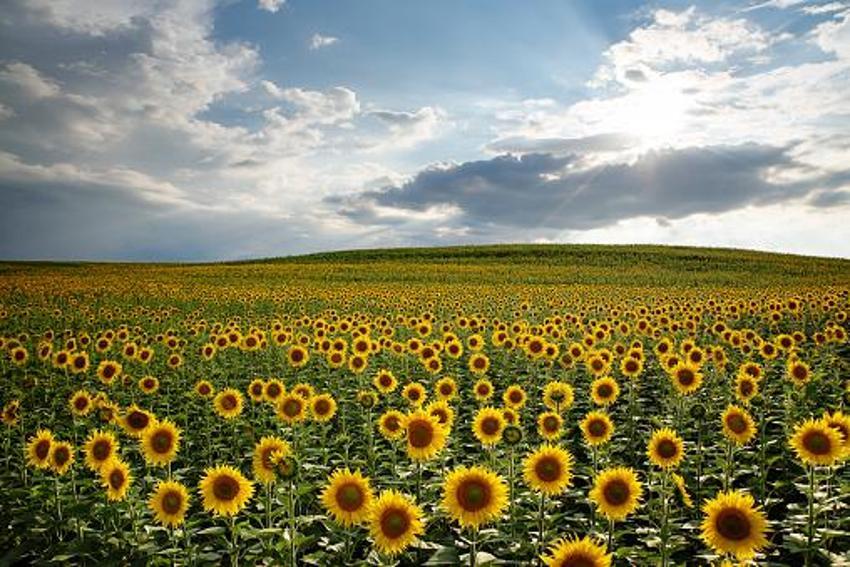 Ayçiçek yağı fiyatlarıyla ilgili flaş açıklama! Tarlayı kuraklık vurdu