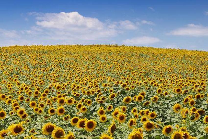 Ayçiçek yağı fiyatlarıyla ilgili flaş açıklama! Tarlayı kuraklık vurdu