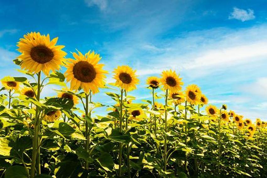 Ayçiçek yağı fiyatlarıyla ilgili flaş açıklama! Tarlayı kuraklık vurdu