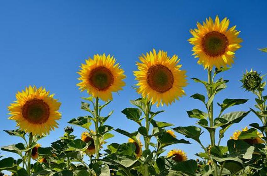 Ayçiçek yağı fiyatlarıyla ilgili flaş açıklama! Tarlayı kuraklık vurdu