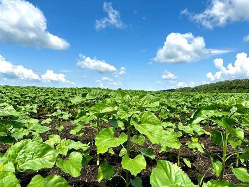 Ayçiçek yağı fiyatlarıyla ilgili flaş açıklama! Tarlayı kuraklık vurdu