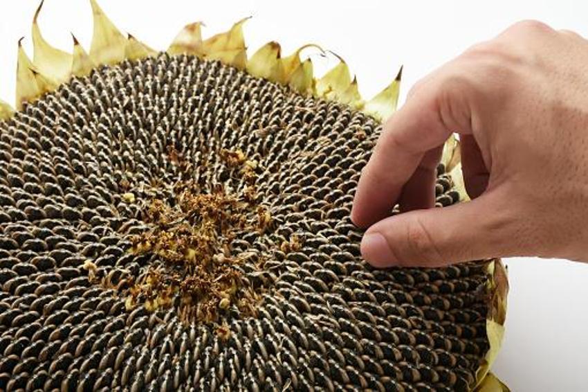 Ayçiçek yağı fiyatlarıyla ilgili flaş açıklama! Tarlayı kuraklık vurdu