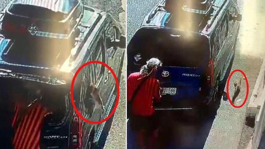 Kedi, aracın camını tek hamleyle kırıp kaçtı!