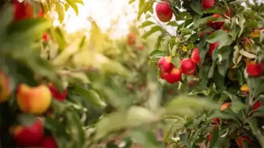 Canan Karatay yıllar önce önerdi: Ömrü uzatıyor yemeklerin lezzetini 10'a katlıyor
