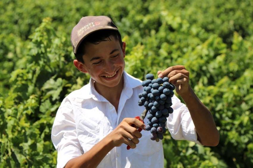 Kilosu 50 TL! 200 yıldır üretiliyor, hasat başladı