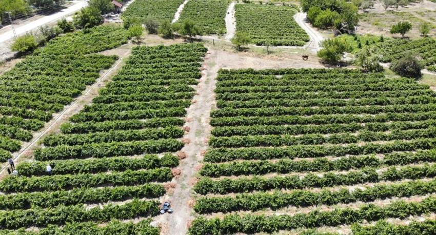 Kilosu 50 TL! 200 yıldır üretiliyor, hasat başladı