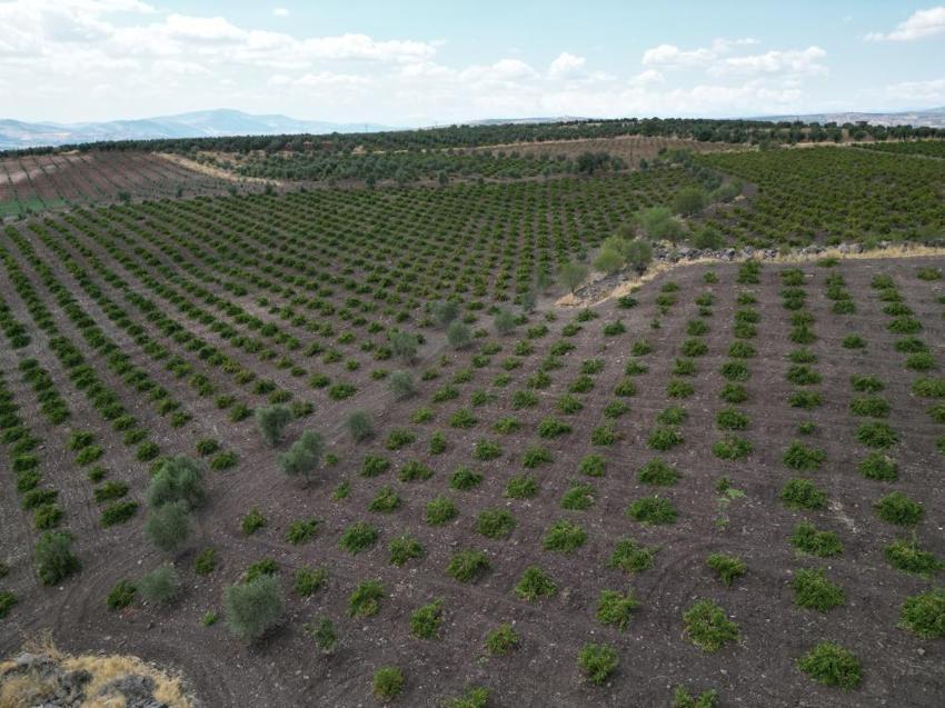 Kilosu 50 TL! 200 yıldır üretiliyor, hasat başladı
