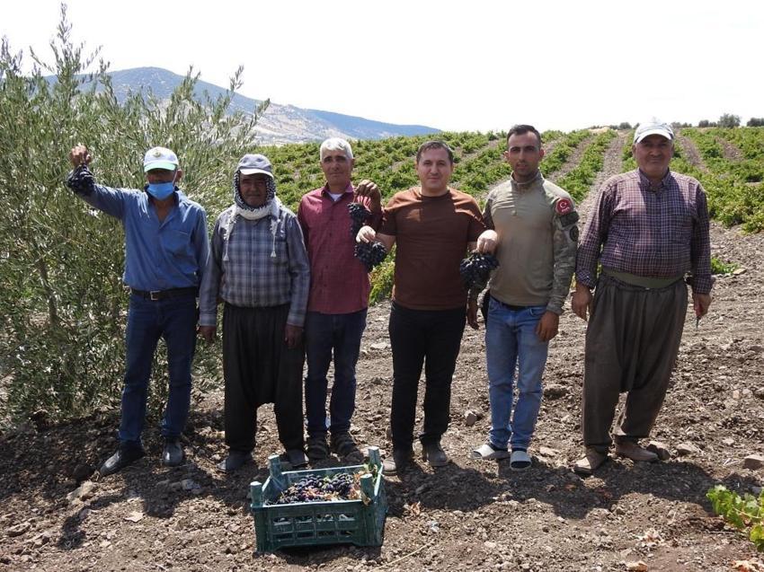 Kilosu 50 TL! 200 yıldır üretiliyor, hasat başladı