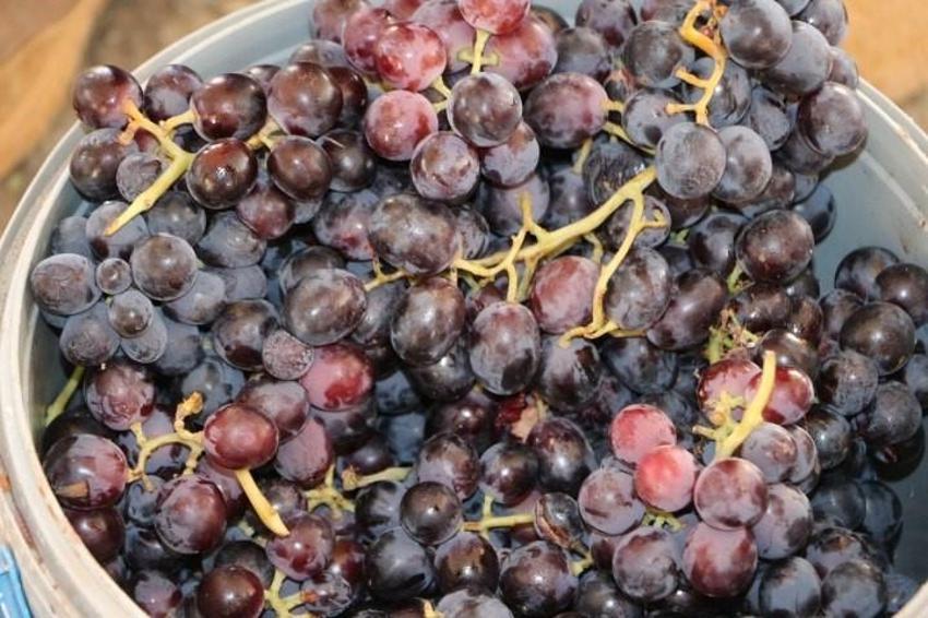 Kilosu 50 TL! 200 yıldır üretiliyor, hasat başladı