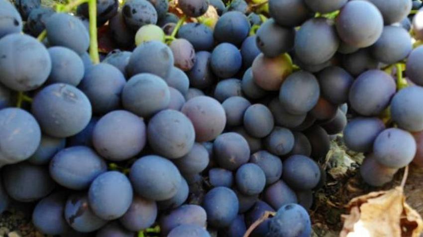 Kilosu 50 TL! 200 yıldır üretiliyor, hasat başladı