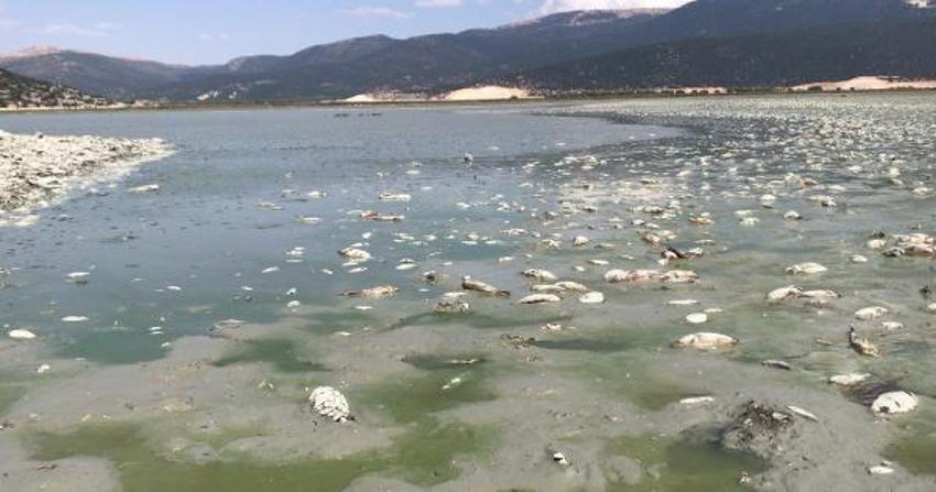 Antalya'dan üzen görüntüler... 'Kuşlar gidiyor, balıklar ölüyor'