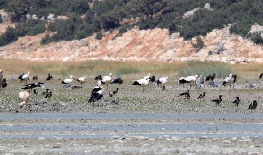 Antalya'dan üzen görüntüler... 'Kuşlar gidiyor, balıklar ölüyor'