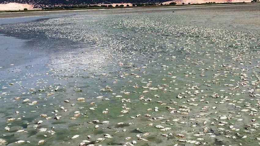 Antalya'dan üzen görüntüler... 'Kuşlar gidiyor, balıklar ölüyor'
