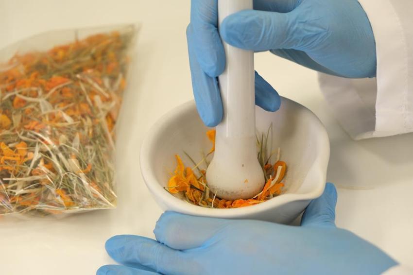 Resmen şifa deposu! Mucize bitkinin sırları ortaya çıktı, ilk kez oluyor