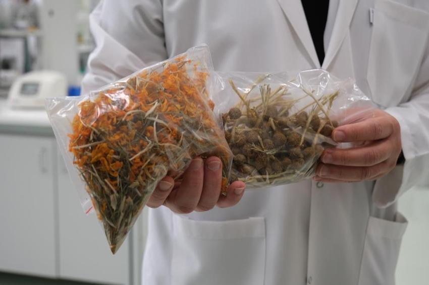 Resmen şifa deposu! Mucize bitkinin sırları ortaya çıktı, ilk kez oluyor