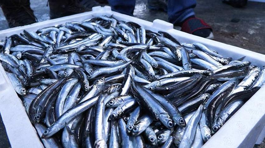 Tezgahlarda hamsi patlaması, yüzde 70 arttı! Fiyatlar düştükçe düşüyor, kilosu 50 lira