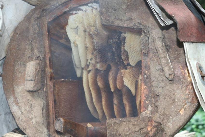 Kara kovan balının sağımı gerçekleştirildi! Fiyatı 5 bin liraya kadar çıkıyor