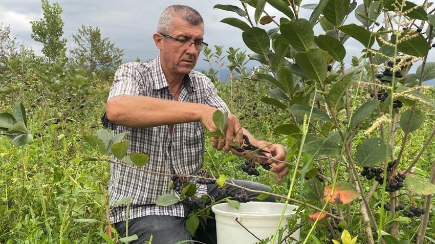 Süper meyvenin ilk hasadını yaptı! Bahçede 250 TL manavlarda ise 400 TL'den alıcı buluyor